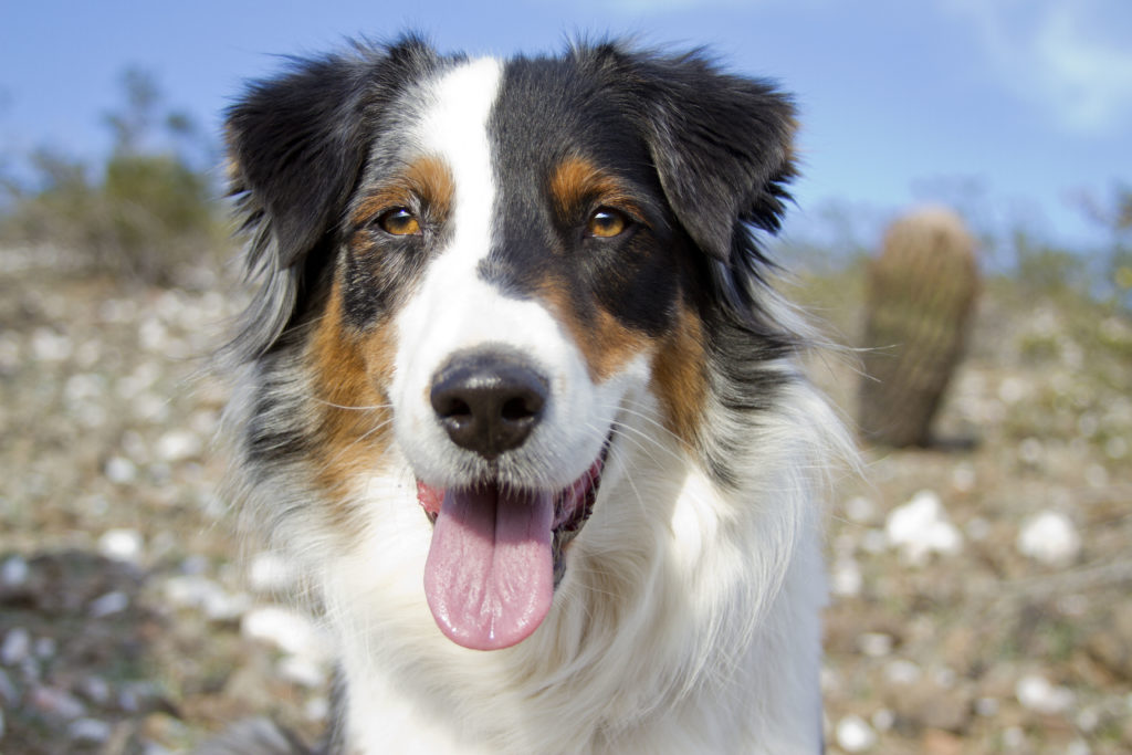 Australian shepherd matted outlet hair