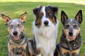 Bella, Terra, & Kronos