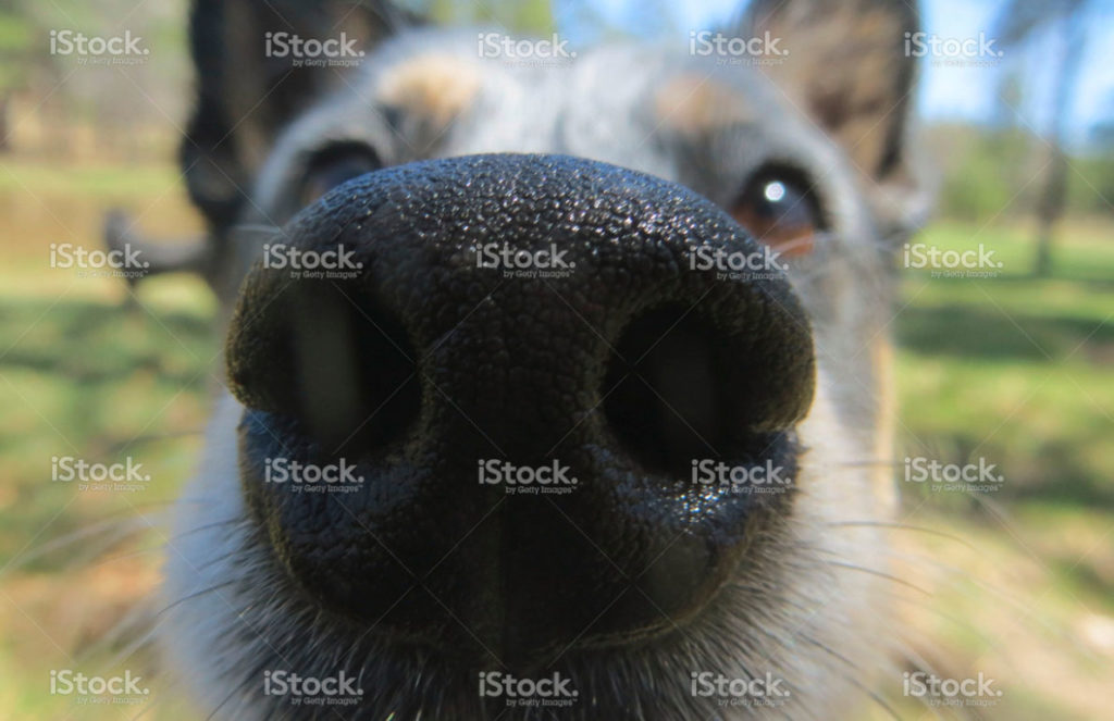 up close dog nose image
