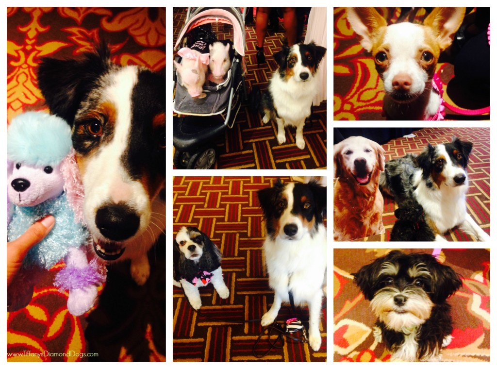 BlogPaws2