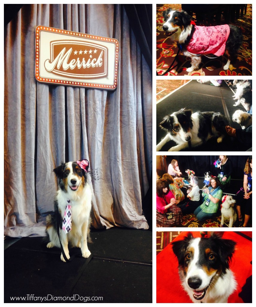 BlogPaws3