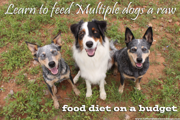 blue heeler raw diet