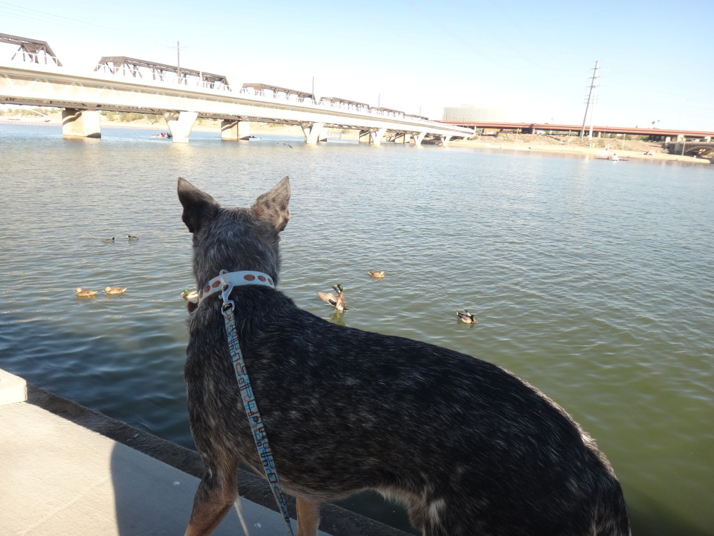 Australian Cattle Dog watching ducks in the water