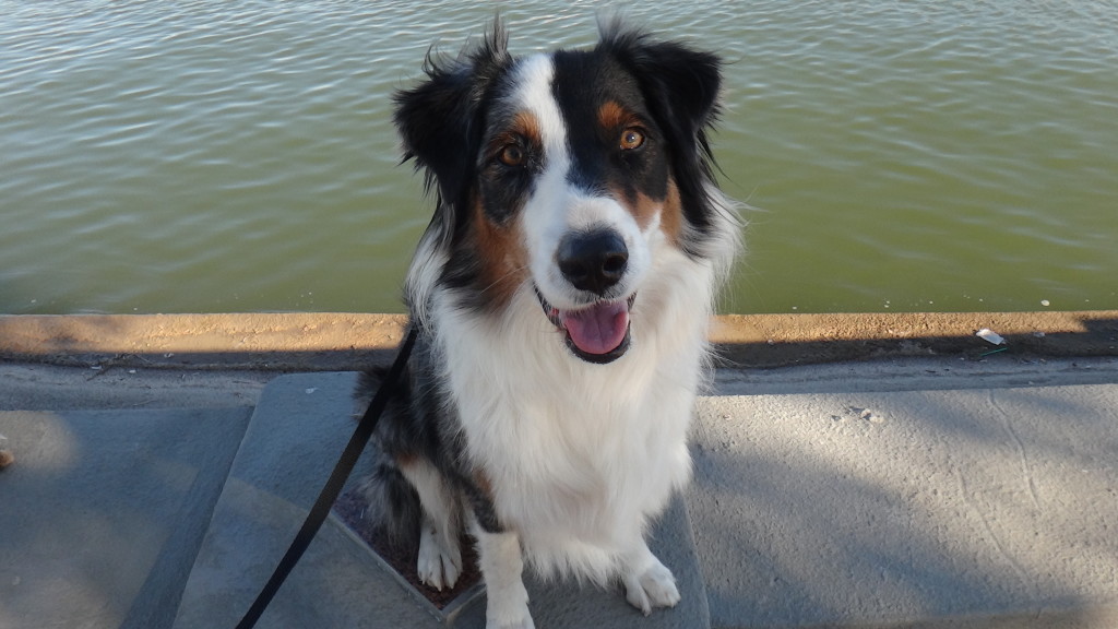 Australian Shepherd sitting on wall next to water