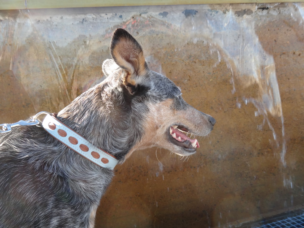 Australian Cattle Dog Doing Dog Parkour and Nature Agility on wall