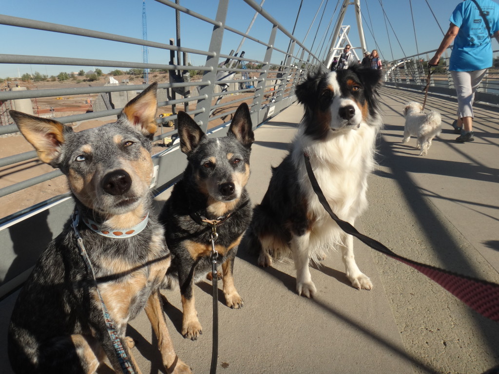 Australian Cattle Dog and Australian Shepherd sitting on bridge while people and dogs walk by
