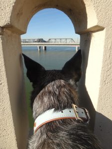 Australian Cattle Dog looking through peephole