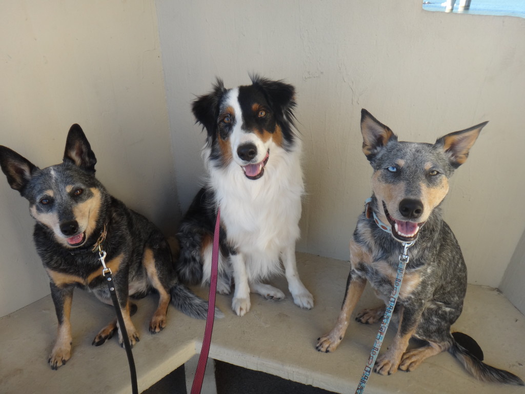 Australian Cattle Dog and Australian Shepherd sitting on bench doing training