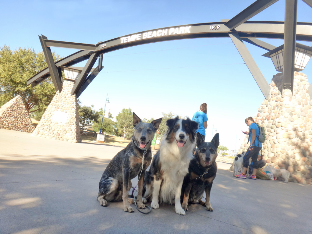 Australian Cattle Dog and Australian Shepherd attending a dog walking event for AAWL at the Tempe Town Lake