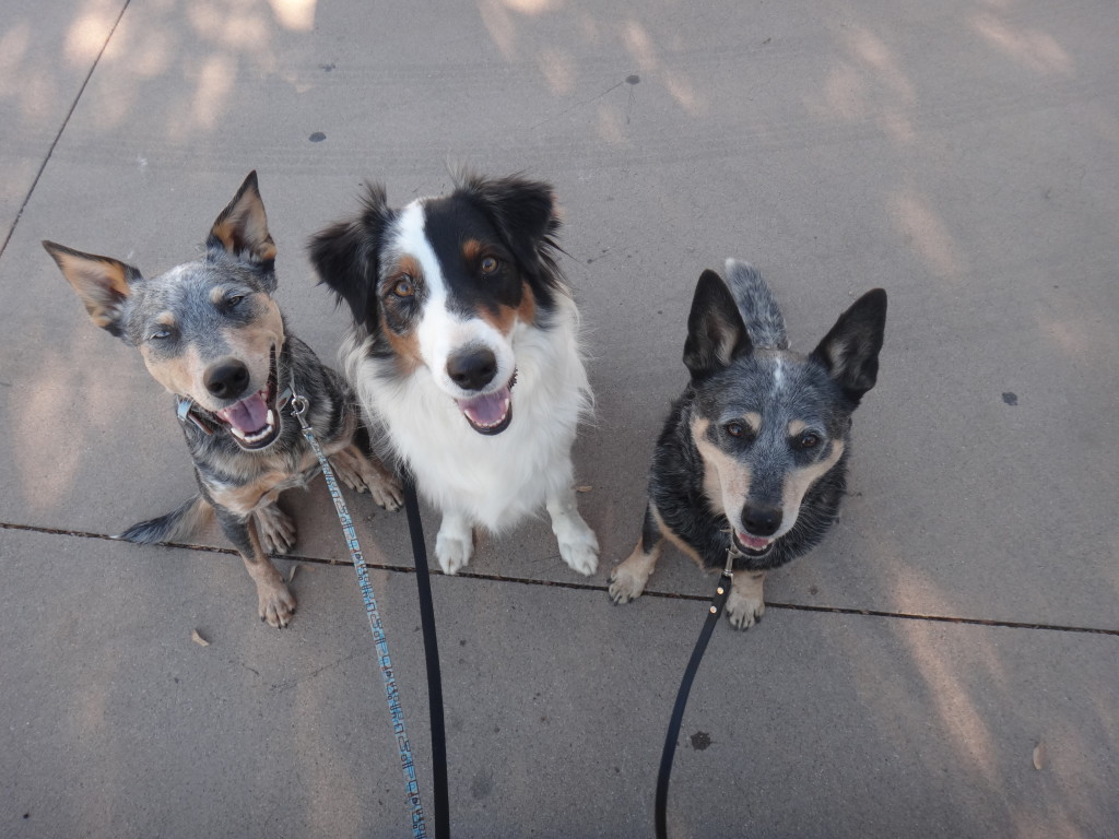 Australian Cattle Dog and Australian Shepherd attending a dog walking event