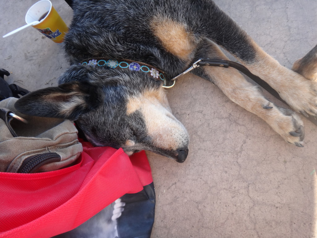 Australian Cattle Dog sleeping at dog walk event