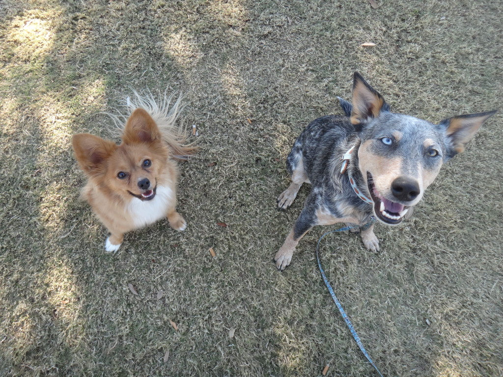 Australian Cattle Dog and Chihuahua mix sitting side by side on grass
