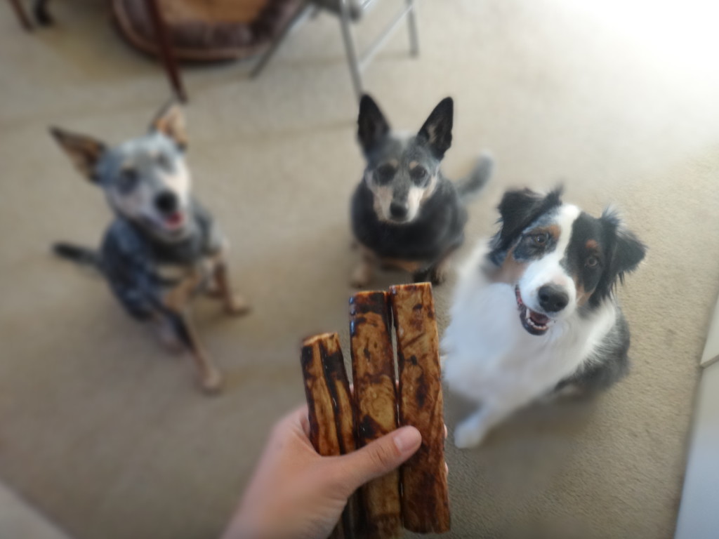 Australian Cattle Dog and Australian Shepherd sitting waiting for chew treats