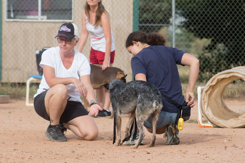 The 5 Do's and Don'ts of Greeting a Dog 