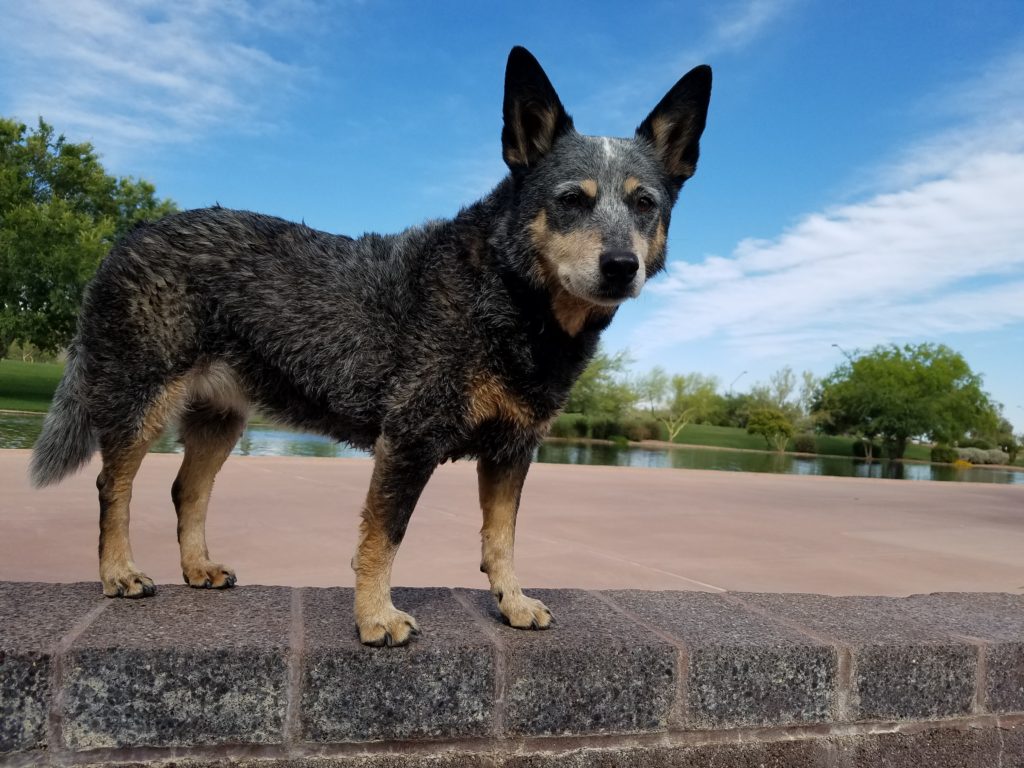 Aging Australian Cattle Dog body shot standing on a wall