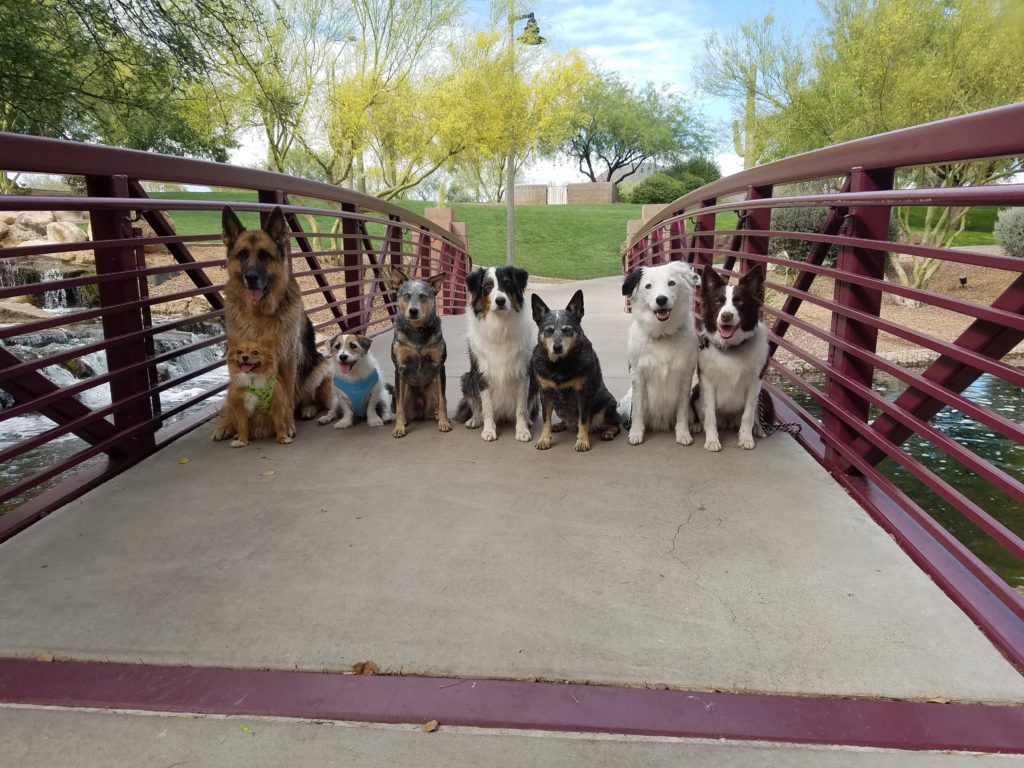 Meetup with The Super Collies