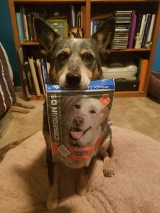 Senior Australian Cattle Dog holding a joint supplement bag