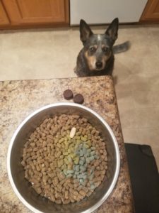 Australian Cattle Dog Looking at Bowl of Dog Food with Supplements