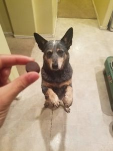 Dog sitting up begging for supplement chew
