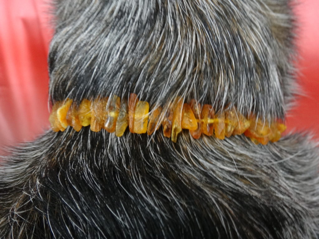 Natural Baltic Amber Tick & Flea Collar for Dogs – AmberCrown