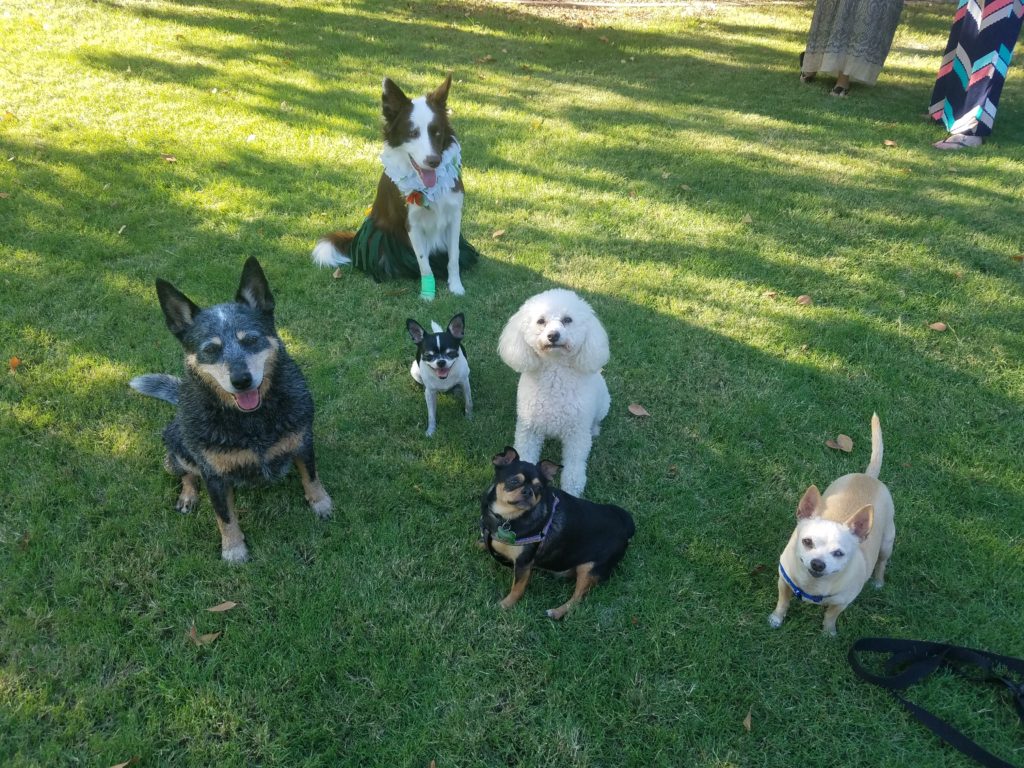 Doggie Birthday Party