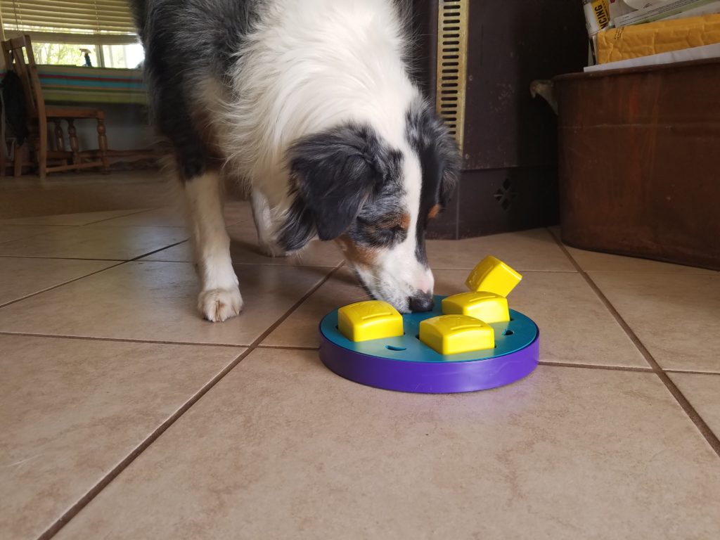 dog playing with food puzzle toy mental enrichment