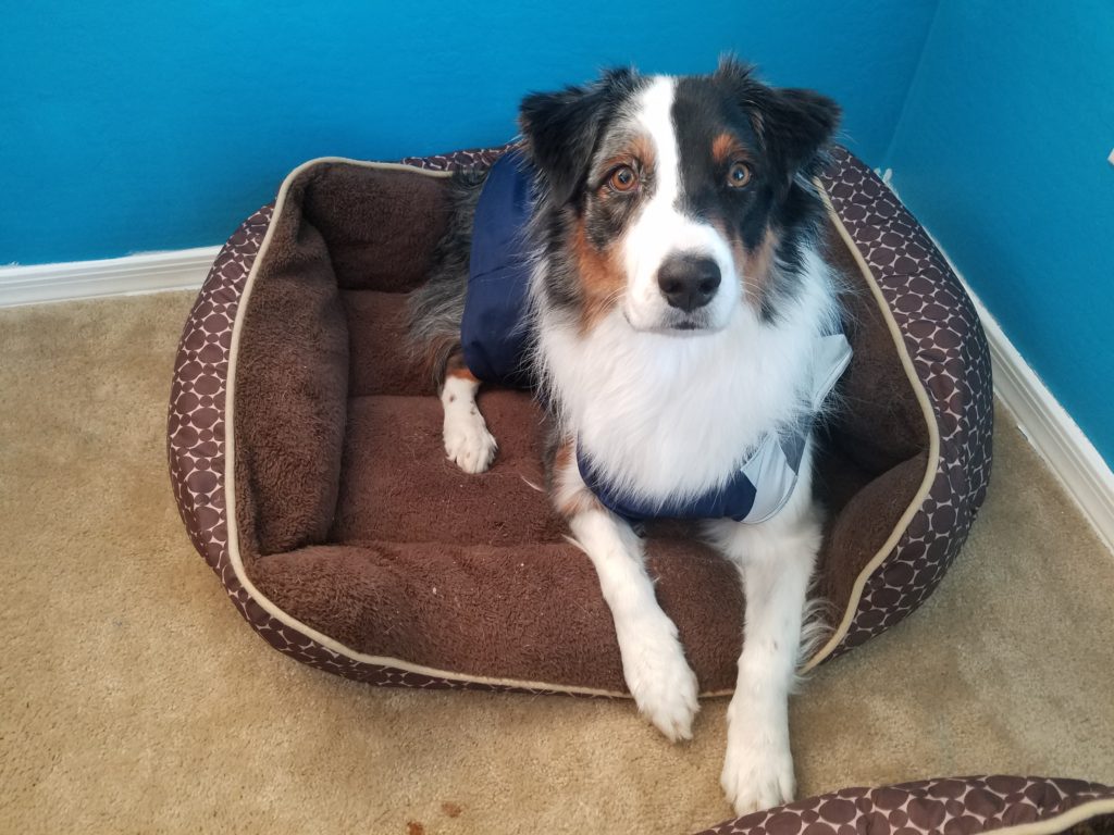 Dog laying on dog bed indoors