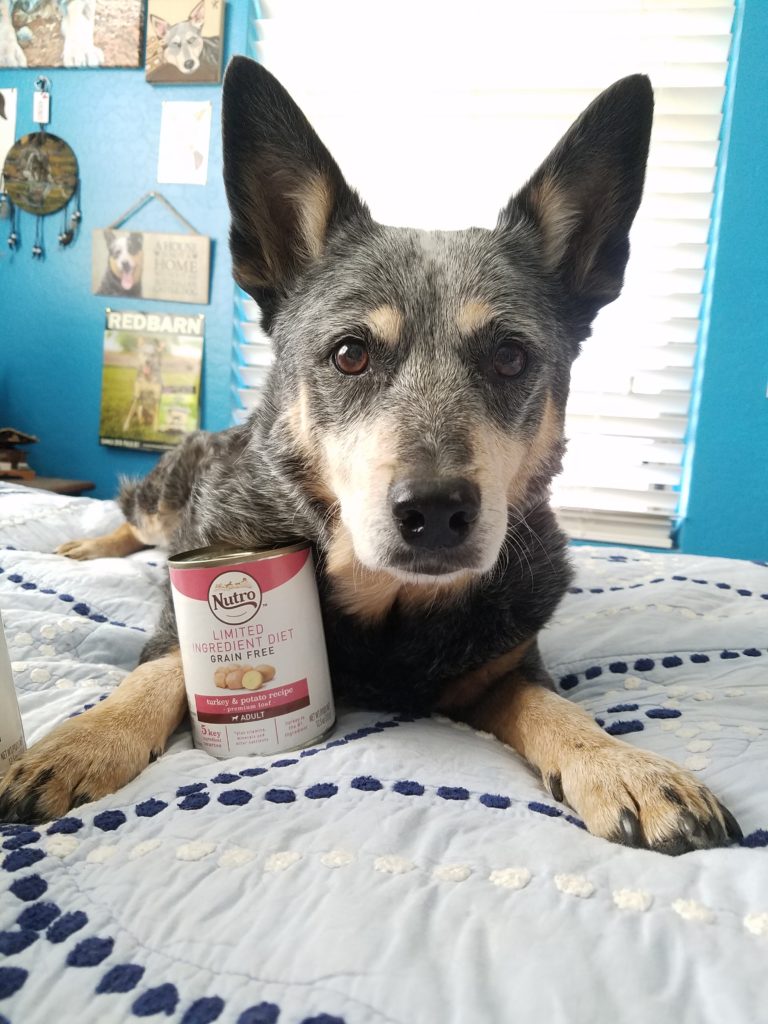 Australian Cattle Dog with Nutro Limited Ingredient Diet Canned Wet Dog Food