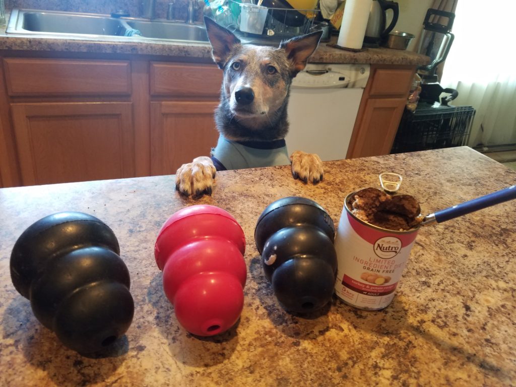 Kronos the Australian Cattle Dog with Kong toys for stuffing and wet dog food