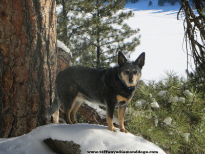 Fat best sale blue heeler