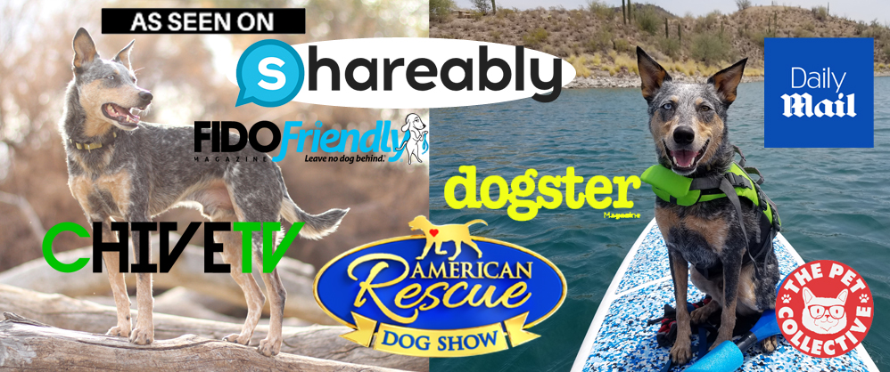 raw dog food diet on a budget