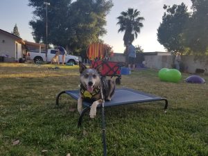 Dog Trick Class and Dog Event Etiquette