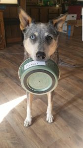 Dog Training - Food Bowl