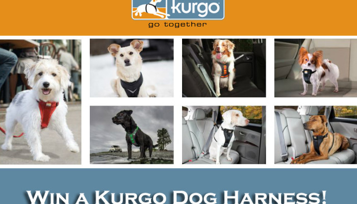 kurgo-title