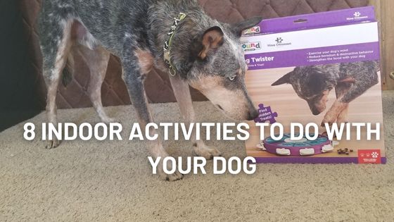 Indoor activities and games to do with dog