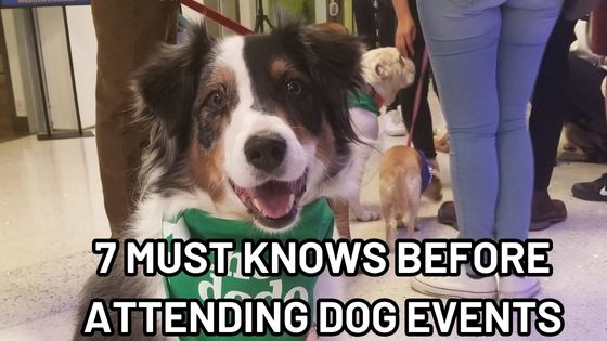 Must knows for attending dog events