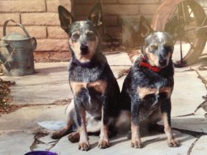 Jack and Bell Blue Heelers as gangly adolescents
